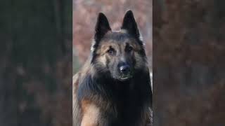 Beautiful Tervuren Belgian Shepherd  Where Corn Dont Grow [upl. by Annor]