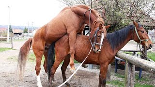 Horse Amazing Enjoyment Horse Mating First Time Female Horse Complete Breeding In Season Breed [upl. by Htieh97]