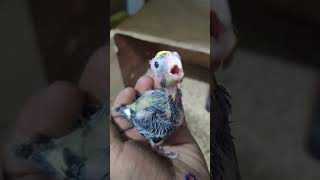 baby cockatiel sounds [upl. by Sunev]