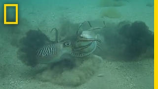 Ferocious Fight Male Cuttlefish Battle Over Mate Never Before Seen  National Geographic [upl. by Ydnic]