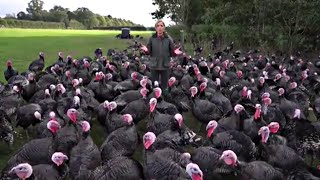 Turkeys Have A Wicked Sense of Humour [upl. by Filbert]