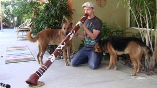 quotWoolundaquot Eucalyptus Didgeridoo by David Hudson [upl. by Alameda439]