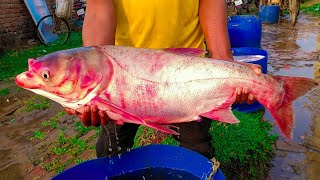 10 KG WEIGHT BIG Bighead Carp Fish [upl. by Edahs]