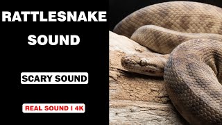 Real Rattlesnake Sounds  High Quality  Terrifying Rattlesnake Sound Experience  4K [upl. by Jeno441]