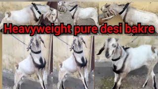 9100215314 Heavyweight desi bakre for sale in talab katta hyd hyderabadfmgoatschannelall3339 [upl. by Etselec]