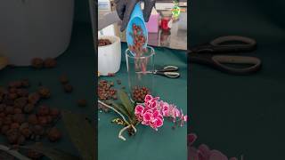 Orchids Repotting to LECA thegreenearth plants orchids [upl. by Attah98]