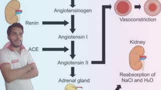 ReninAngiotensin System RAAS detail lectures Biology  renin pathway physiology  know your RAS [upl. by Liek43]