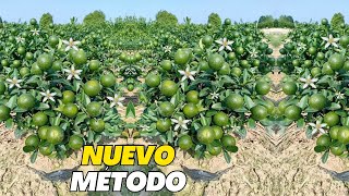 Nuevo Método Limón en Maceta Cientos de Plantas de Limón con Flor y Frutos [upl. by Oren]