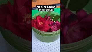 Aroma terapi aromatherapy aromaterapie bungamawar manfaatbungatelang wiwinfau [upl. by Papke]