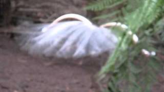 Lyrebirds mating dance [upl. by Reema]