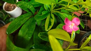 Exotic Lemonia plant ornamentalplant lemonia beautifulplant viralvideo khoobsurat ravenia [upl. by Icats]