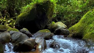 Deep Forest Green Stream  Birds Chirping Nature Sounds ASMR [upl. by Aivatahs]