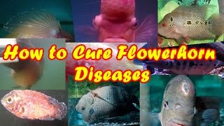 How to Cure Flowerhorn Diseases [upl. by Maribeth]