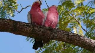 Two Galahs Eolophus Roseicapilla in the Tree [upl. by Odnavres]