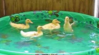 Adorable ducklings swimming and diving [upl. by Enileqcaj]