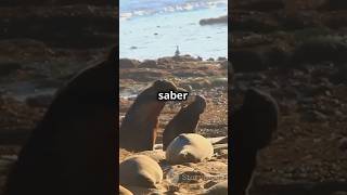 A Batalha dos Gigantes ElefantesMarinhos Lutam pelo Harém na Patagônia 🏖️ natureza animals [upl. by Idurt479]