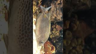 ปลาสลิดทะเลจุดเหลือง Siganus guttatus GOLDEN RABBITFISH [upl. by Rebmeced754]