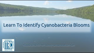 Learn to Identify Cyanobacteria Blooms [upl. by Yennep]