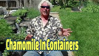 Growing Chamomile In Containers [upl. by Druce]