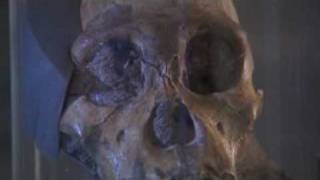 Australopithecus Sediba at the ESRF [upl. by Biancha]