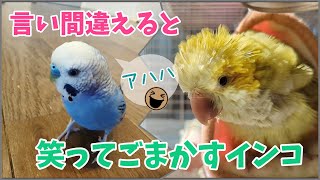 言い間違えると笑ってごまかすインコ [upl. by Doersten]