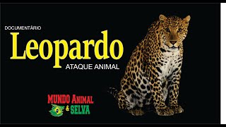 Leopardo Vida Selvagem  Documentário  Mundo Animal e Selva [upl. by Ajay585]