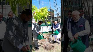 PM Modi takes part in Ek Ped Maa Ke Naam initiative in Guyana  shorts [upl. by Genaro]