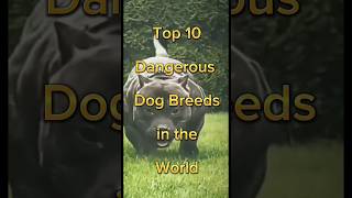 Top 10 most dangerous dog in the world shorts  shorts dog top10 dangerous [upl. by Bruis]