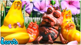 Official Larva New 2024  The Funny Revenge  Cartoon New  Fun Clips from Animation LARVA [upl. by Ardua652]