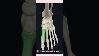 Tarsals Metatarsals Phalanges [upl. by Randell317]