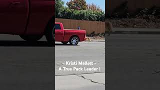 KRISTI MALLETT  Long Beachs True Pack Leader The Pet Set 3960 Cherry Long Beach 5625955889 [upl. by Mapes]