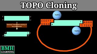 TOPO Cloning  PCR Cloning [upl. by Gerrald]