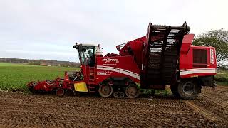 Grimme Maxtron 620 beim Zuckerrüben roden [upl. by Odie]