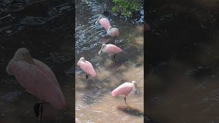 Spoonbills are so beautiful 🥰💖 [upl. by Neehahs361]