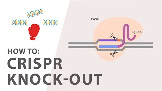 How to perform a CRISPR Knockout Experiment [upl. by Eletnahc842]