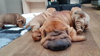 shar pei puppies are hungry but mommy is playing dead [upl. by Nabroc708]