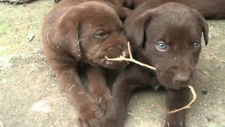 cachorros labradores retryever chocolate jugando40 dias [upl. by Orapma]