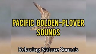 Pacific GoldenPlover Sounds [upl. by Rance]