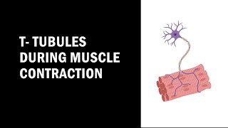 Ttubules and muscle contraction [upl. by Vyse604]