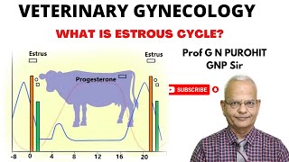 Estrus detection in cow [upl. by Yenttihw]