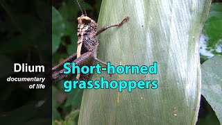 Shorthorned grasshoppers Acrididae  part 1 [upl. by Allveta]