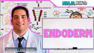 Embryology  Endoderm [upl. by Aneehs]