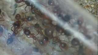 Myrmica rubra colony [upl. by Adi]