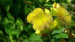 Shrubby St Johns Wort Hypericum prolificum [upl. by Esdras]