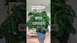 Maranta Care Tips [upl. by Brieta]