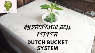 HYDROPONIC PEPPER  DUTCH BUCKET SYSTEMEpisode 04 [upl. by Cowey]