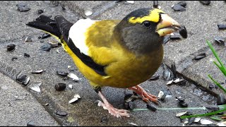 Gros becs errants chant  Evening Grosbeak song [upl. by Anoyet]