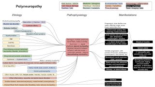 Polyneuropathy axonal and demyelinating neuropathies mechanism of disease [upl. by Bashemath]