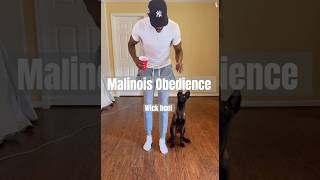 Wick Malinois Puppy Obedience Training belgianmalinois malinois dog puppy puppytraining [upl. by Lahtnero366]