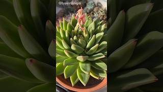 Echeveria agavoides Prolifera 💜 [upl. by Corie914]